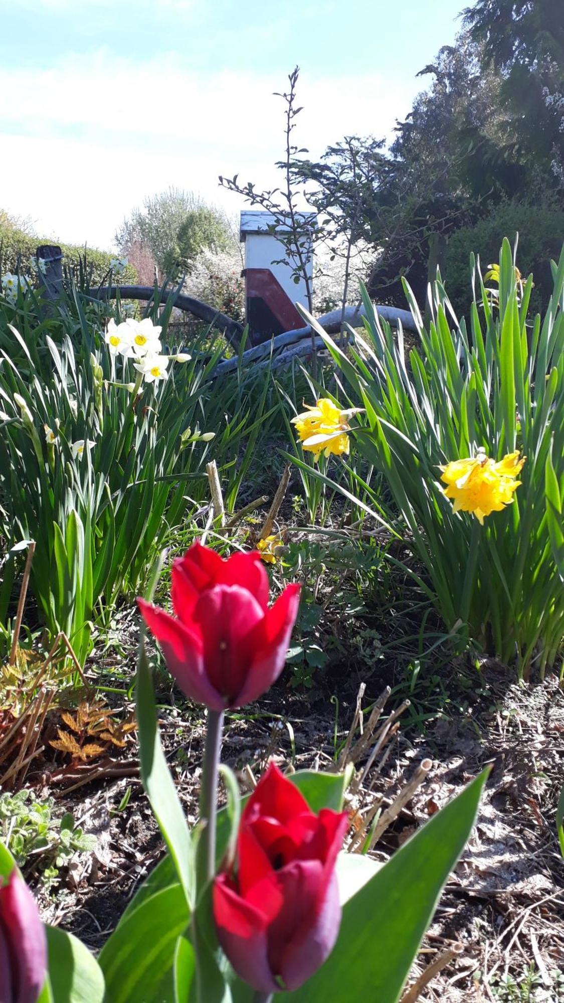 Folster Gardens Bed&Breakfast Invercargill Eksteriør bilde